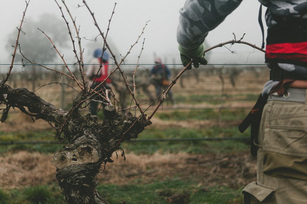 TahbilkWinery's tweet image. Foggy morning at Tahbilk. Hand-pruning our 1860's Shiraz vines. #tahbilk #vineyard #handpruning #wine
