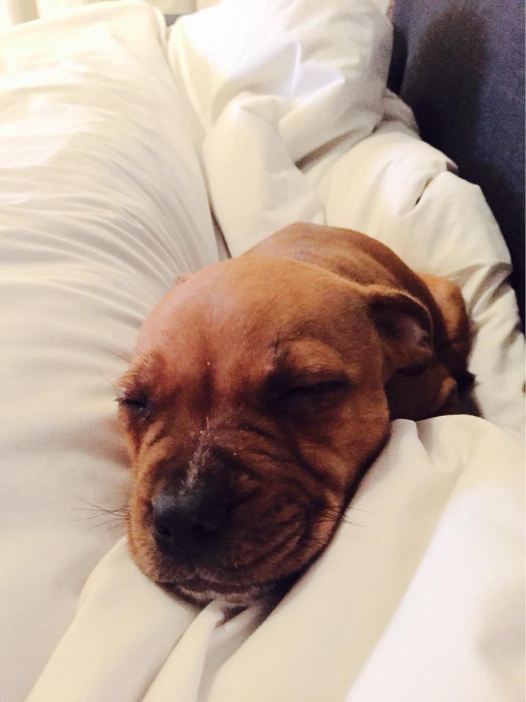 SarahPope_'s tweet photo. This little dude makes sure I don't get enough  sleep at night  #theadventuresofvegas #puppy #PuppyLove #staffie http://t.co/4otvvmZZ4q