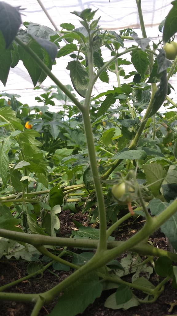 PFeldbrugge's tweet photo. Stapje voor stapje groeit de groente van @RestoLeiden in de kas van De Kwekerij. Volgende week iets met courgette..? http://t.co/PUbD8UnSUu