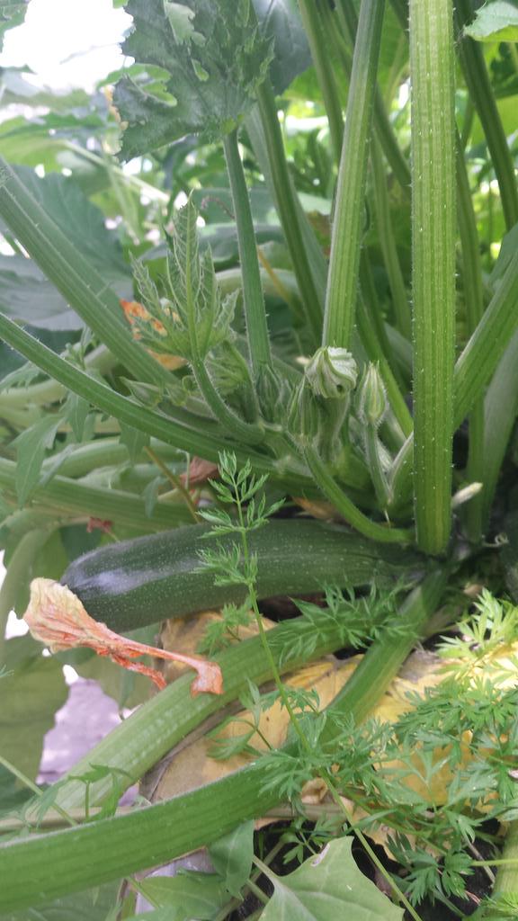 PFeldbrugge's tweet photo. Stapje voor stapje groeit de groente van @RestoLeiden in de kas van De Kwekerij. Volgende week iets met courgette..? http://t.co/PUbD8UnSUu