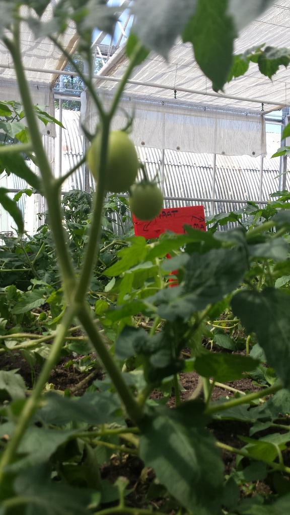PFeldbrugge's tweet photo. Stapje voor stapje groeit de groente van @RestoLeiden in de kas van De Kwekerij. Volgende week iets met courgette..? http://t.co/PUbD8UnSUu