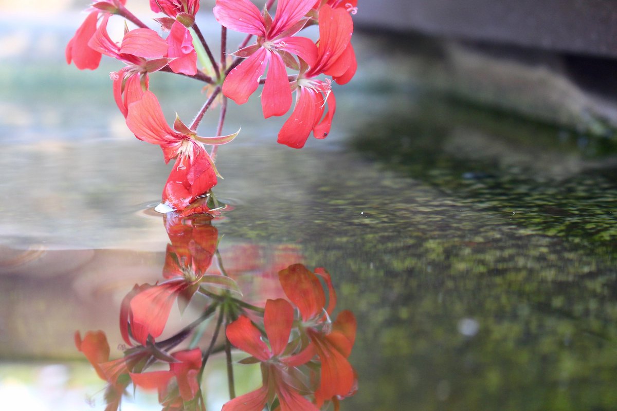 fredykoglin's tweet photo. Blumenschau (Flower Show) 

#Blume #Brandenburg #Deutschland #Germany #Flowers #Wallpapers #Free #Apple #Canon #Liebe http://t.co/hDCS0FAvVM