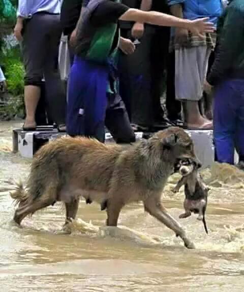 yadana_9193's tweet photo. Used money I saved up for Mark's bday gift to donate for poor animals of flooded areas! #SaveMyanmar #PrayForMyanmar http://t.co/ok29CKOy9D