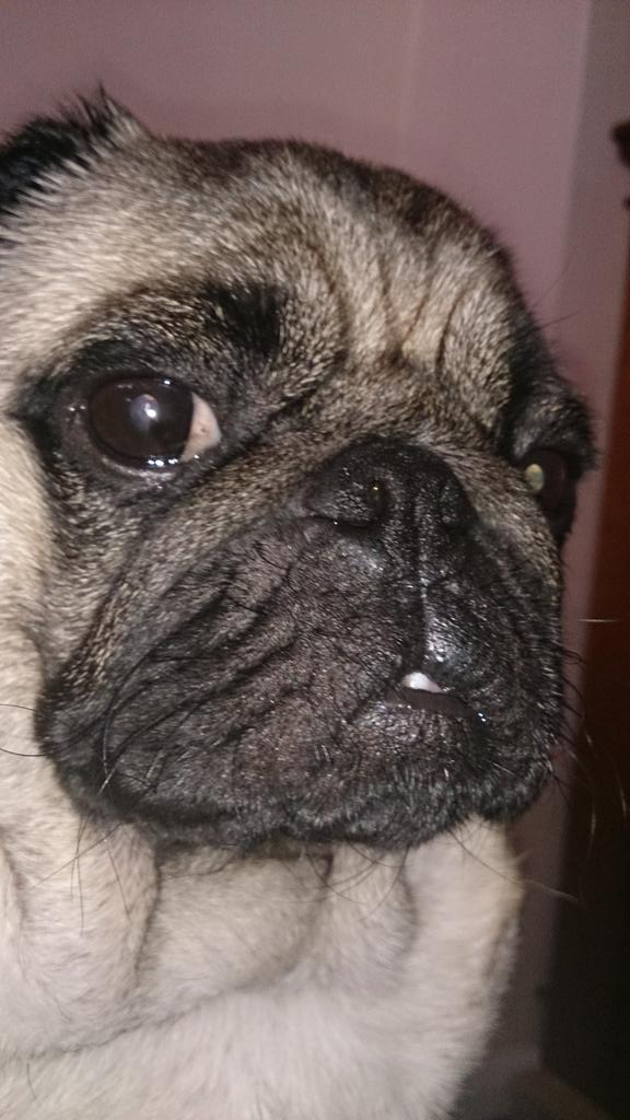 PugArnold's tweet photo. Monday blues 😂 #pug http://t.co/UeQkxnC2mM