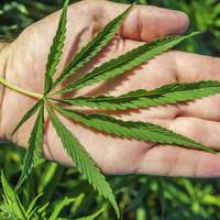 Gubernur New York Tunjuk Lima Perusahaan Sebagai Produsen Ganja Medis detik.id/VvwQuK