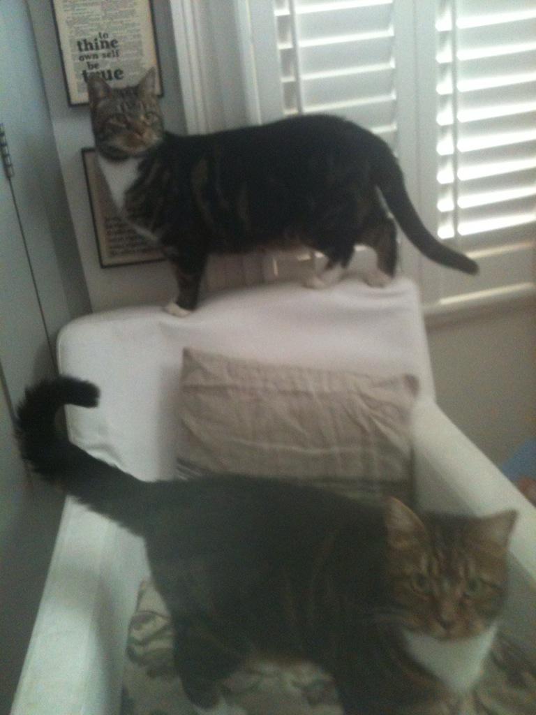 NottingHillCats's tweet image. Milo and Tootsie demand more breakfast #IsThatAll? #nottinghillcats