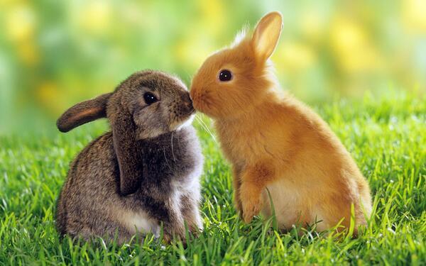 NatuPictures's tweet photo. Beso de conejos! http://t.co/zUmsZjRqmV