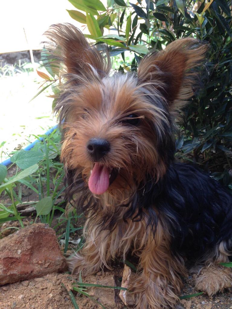 221083Mia's tweet photo. 😘😆🐶 http://t.co/ySnI9eavq9
