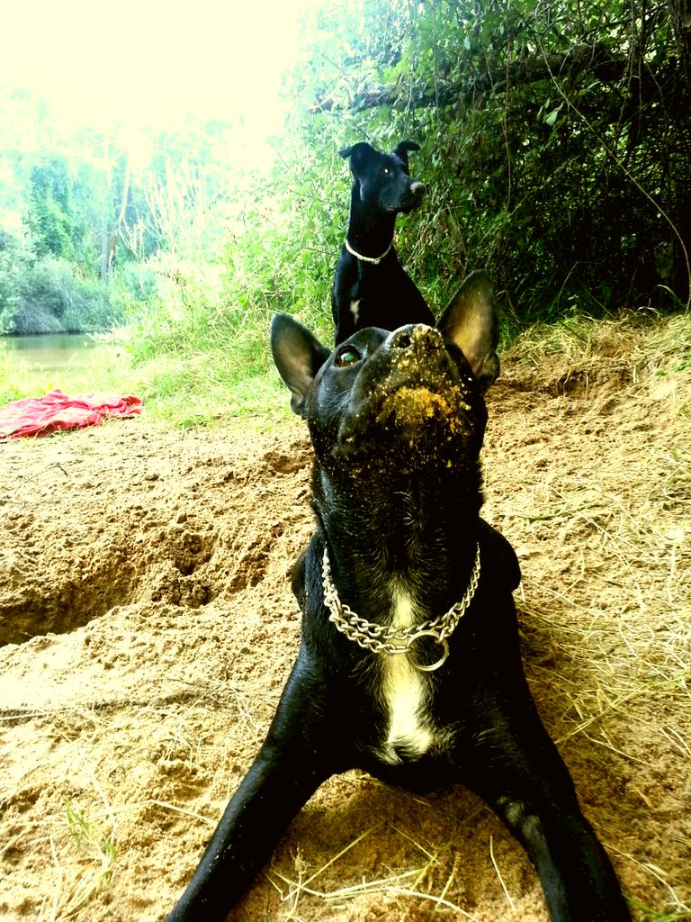 Albita_Duran's tweet photo. Esta sí que es la #mascotadelverano2015 !! Disfrutando del río como nadie!! http://t.co/QHHOr76FcC