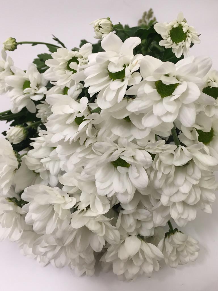 peterhsmithltd's tweet photo. New variety #Chrysant 'chic' http://t.co/RcoPW64npH
