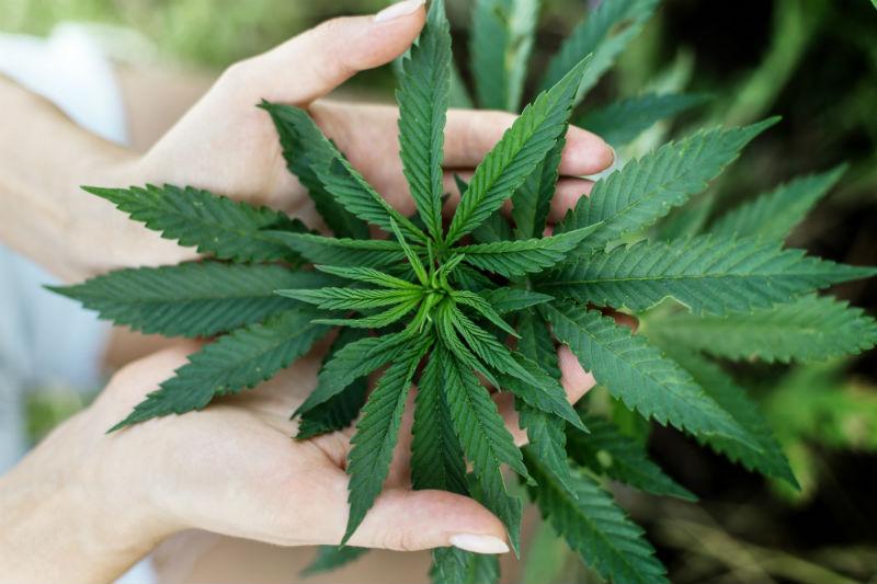 ThinkTankExile's tweet photo. #Massachusetts Medical #Marijuana Caregiver System in Dire Need of Reform - http://t.co/lgAx1s4yVl http://t.co/knIHBBSDcu