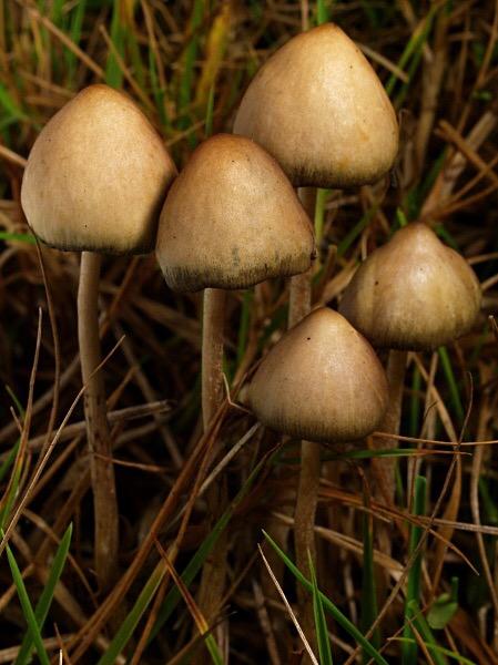 Spore_Porn's tweet photo. Liberty caps http://t.co/YXXqLluQVA