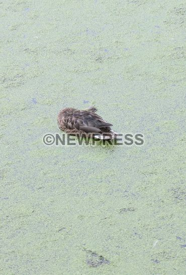 NewPressService's tweet photo. #Milano - Uccelli morti nel laghetto del parco Lambro - @enpaonlus @enpamilano @LegambienteLomb http://t.co/AdA0qSfUsJ