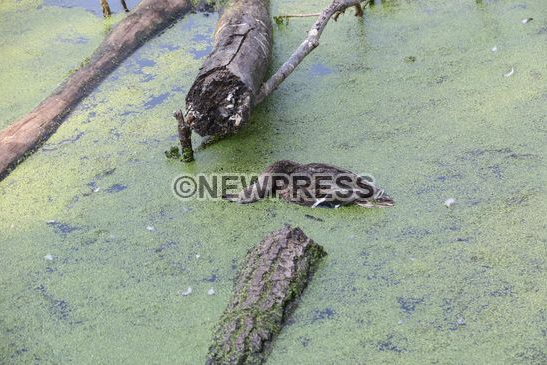 NewPressService's tweet photo. #Milano - Uccelli morti nel laghetto del parco Lambro - @enpaonlus @enpamilano @LegambienteLomb http://t.co/AdA0qSfUsJ