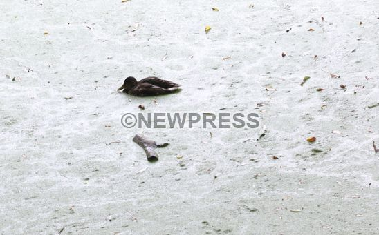 NewPressService's tweet photo. #Milano - Uccelli morti nel laghetto del parco Lambro - @enpaonlus @enpamilano @LegambienteLomb http://t.co/AdA0qSfUsJ