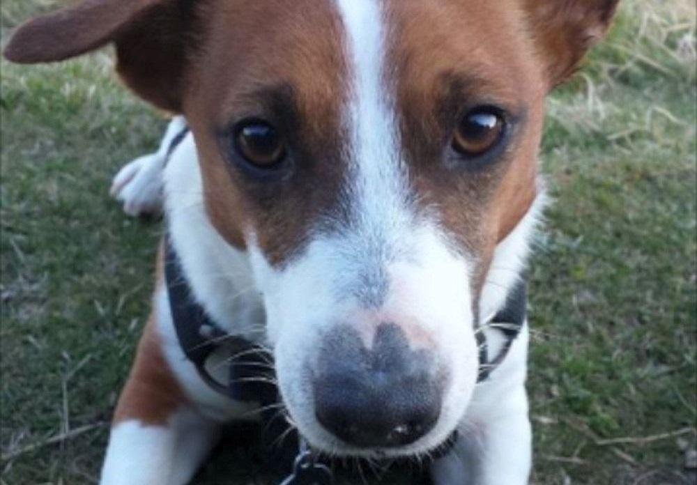 TheSun's tweet photo. Dognap horror as crazed seagull tries to carry away family Jack Russell http://t.co/ZYfRSLTJRv http://t.co/EnmYYn4KGW