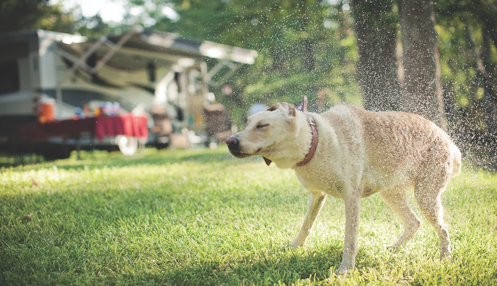 OceanLakes's tweet photo. Rving with the "Fur-Babies" ??? http://t.co/gRodAlCBmc http://t.co/QCZ4jh1GT9