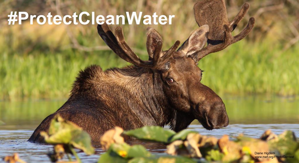 NWF's tweet photo. Kayaking, fishing, hitting the beach -- only possible if we #protectcleanwater! Take action: http://t.co/7aBgOaPjTe http://t.co/z0kNyUnmoW