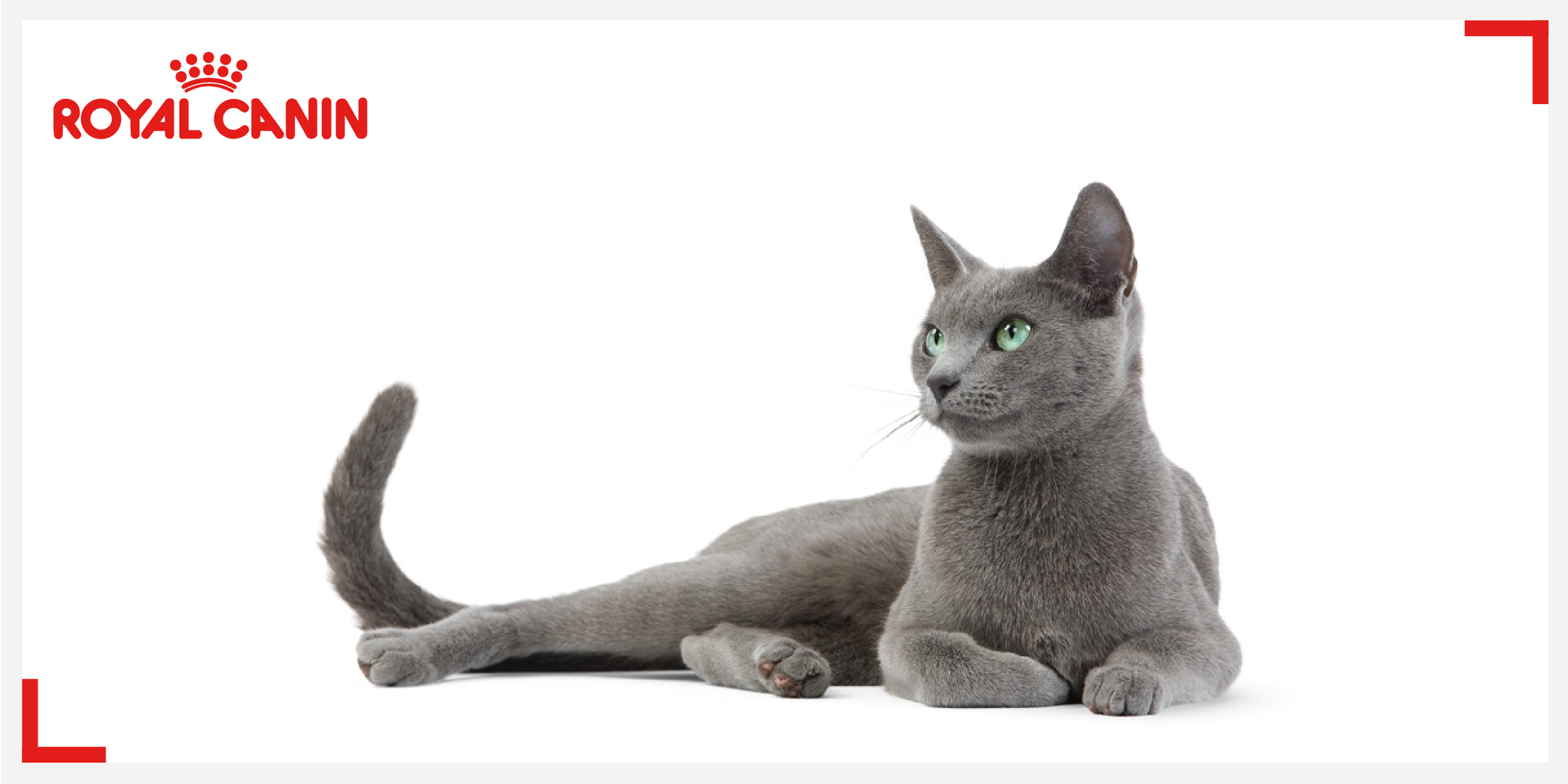 royal canin russian blue