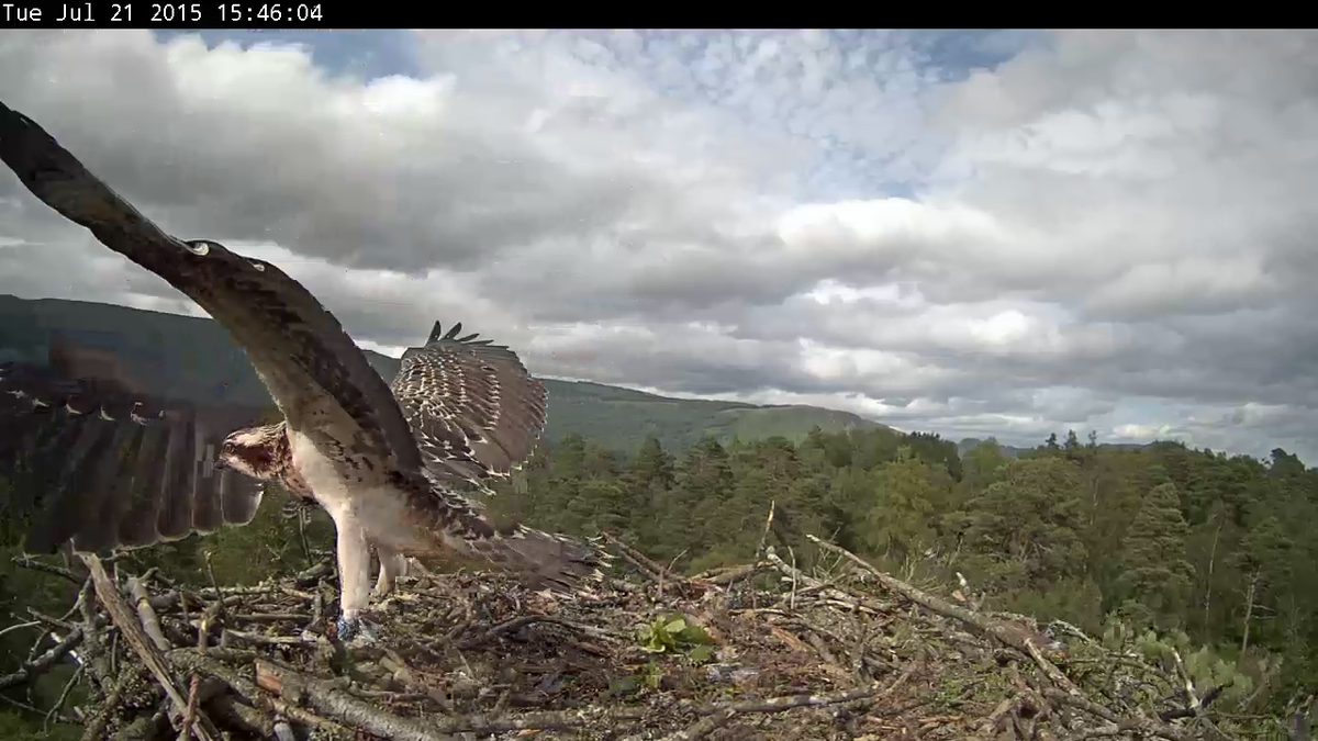 Katrine and Drunkie's chick took it's first flight last week! #osprey #fledgewatch