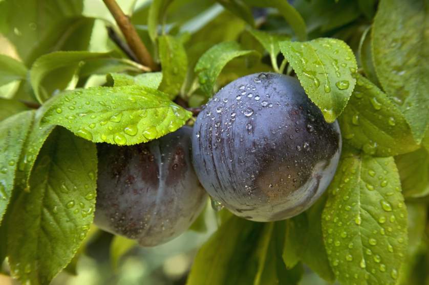 GROW2FEED's tweet photo. 5 Summer foods that taste their best in August! #BuyLocal http://t.co/3Oi2QNO1C2 Via http://t.co/p8ACczqTai http://t.co/21Q5NJspVE