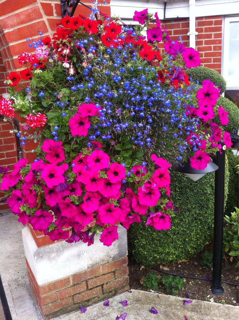 Stunning summer hanging basket display at Sunrise Virginia Water #Landscapemaintence