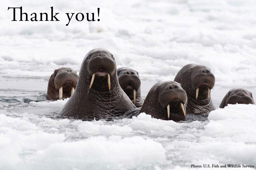 alaskawild's tweet image. Thank you @repblumenauer for saying #ShellNO to Arctic drilling! blumenauer.house.gov/index.php?opti… #PDXvsShell