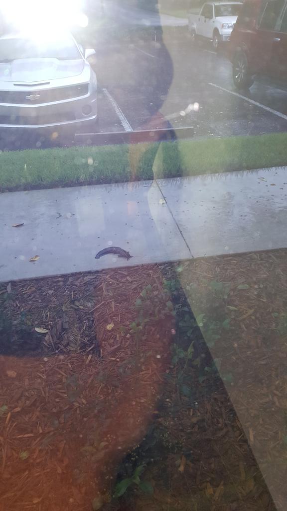 That's a catfish outside my office window. I'm currently drafting plans for an ark.