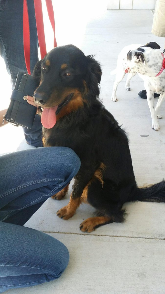 DFWFGF's tweet image. Odin needs a foster! PLEASE SHARE adoptapet.com/pet/13429539-d… #adoptdontshop #IAMUP