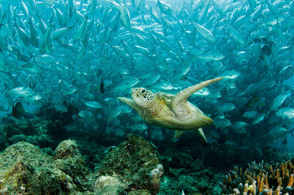 aquatica_pcaa's tweet photo. #diving #scubadiving #scubatravelsk  #sipadan #kualalumpur Diving holiday comming soon. 
https://t.co/fgm4vroS0o http://t.co/PoYiVdzQdf
