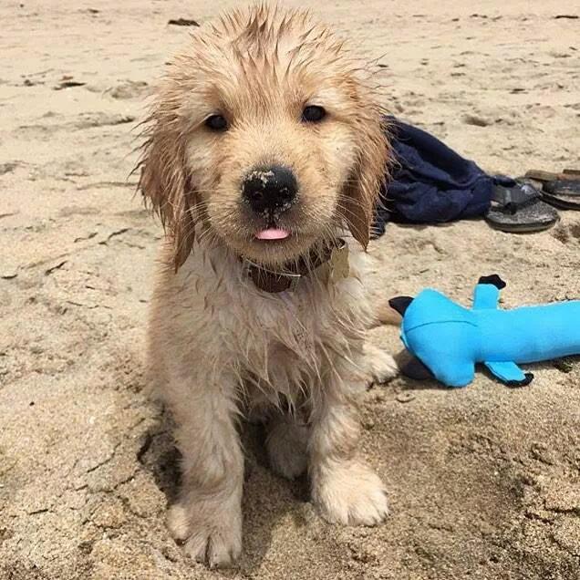 rawdogfood's tweet image. Enjoy the long weekend with your pups! #feedraw #rawperformance #dogs #dogsoftwitter