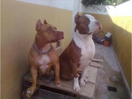 Bruno Gomes da Silva (@brunomaxidasil2) on Twitter photo 