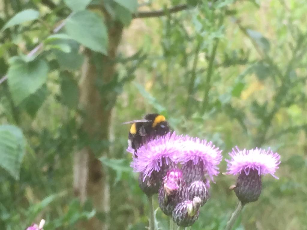 AlsagerGreens's tweet photo. @AlsagerGCC a couple of our course wildlife http://t.co/3nsV9ntnvT
