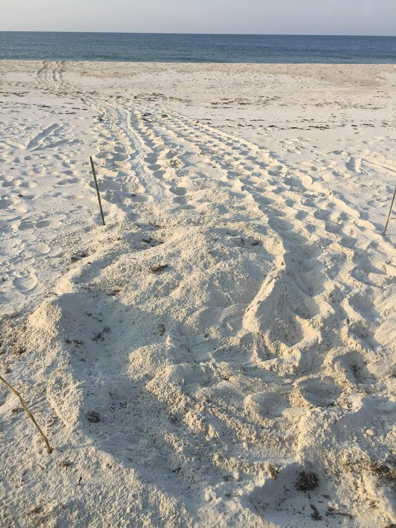 Turtle_watcher's tweet image. AL has approximately 54 miles of beaches patrolled for #seaturtle nests. Today #91 was located