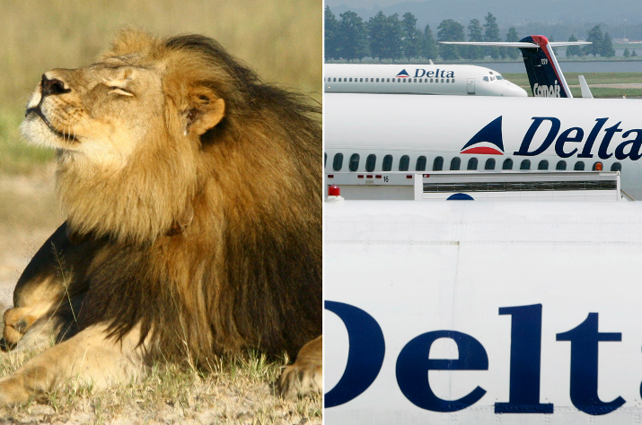 DailyMirror's tweet photo. Delta Air Lines issues ban on shipping hunting trophies amid anger at Cecil the lion killing http://t.co/9DW2CcUxcp http://t.co/Ib4XcZxzUN
