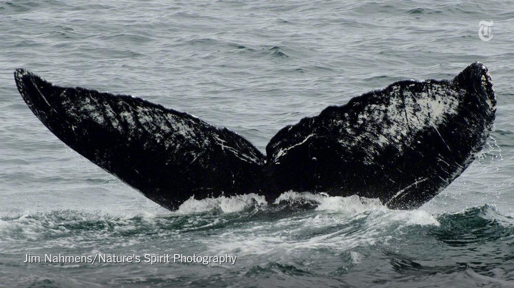 NYTScience's tweet photo. When this humpback called Old Timer was spotted in Alaska, it was no ordinary whale sighting http://t.co/bUPCpeCibF http://t.co/xAUyjlTlka