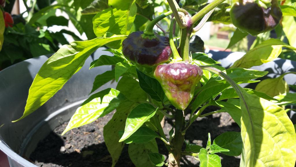 🌶Fxbg HOT🔥 tweet media