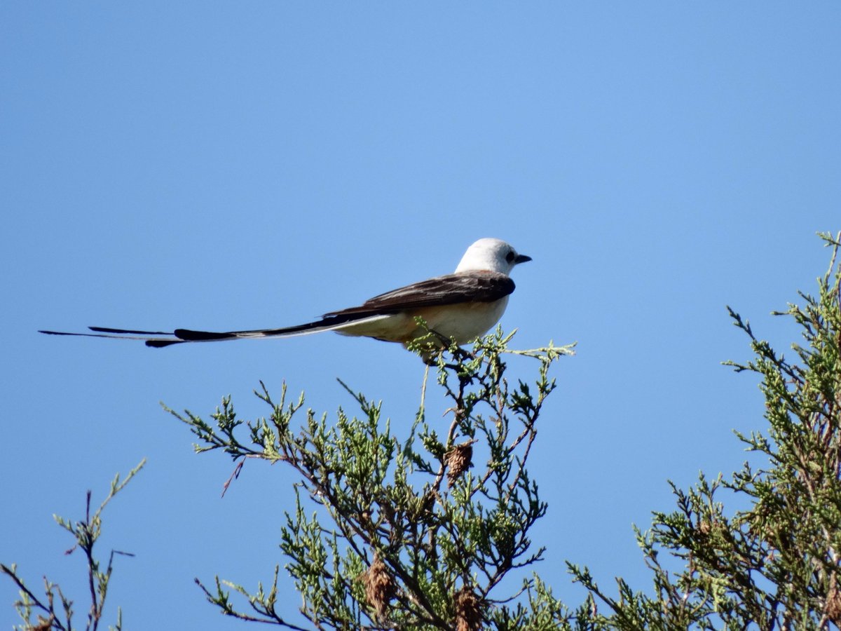 rbethridge's tweet photo. Swallow Tail Flycatcher 2015 #birding http://t.co/NhFGcOQxDq