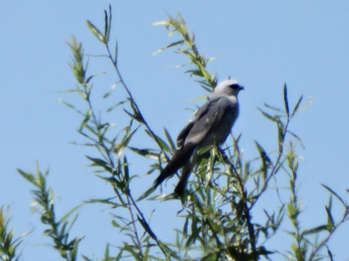 rbethridge's tweet photo. Mississippi Kite Picture, taken at over 1200 feet and with 13 mph wind 2015 # Birding http://t.co/0i0N3JHa0c