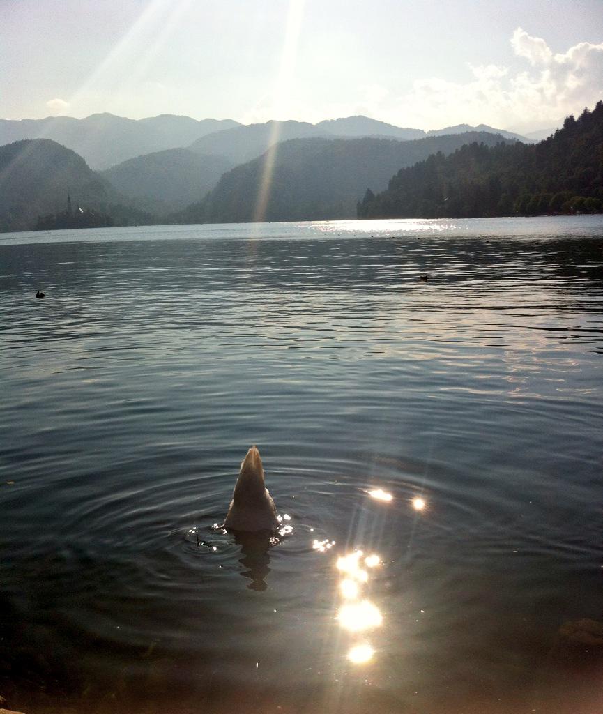 JamHarmouche's tweet photo. Sum alps around Lake Bled ft. Twerking swan #booty #Bled http://t.co/esu0wluhUI