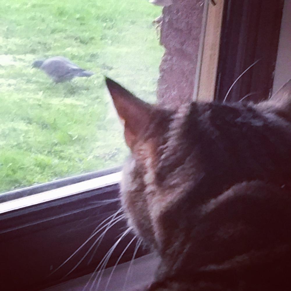 kelliepixie1's tweet image. 🐥