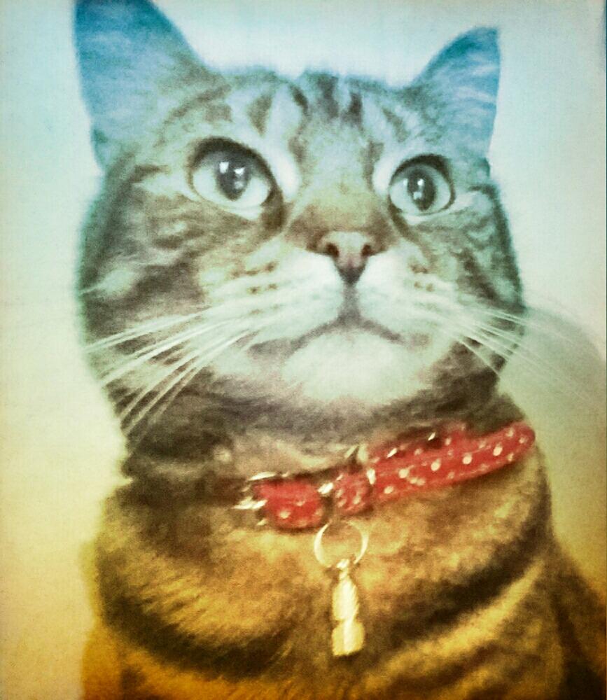 kelliepixie1's tweet image. 