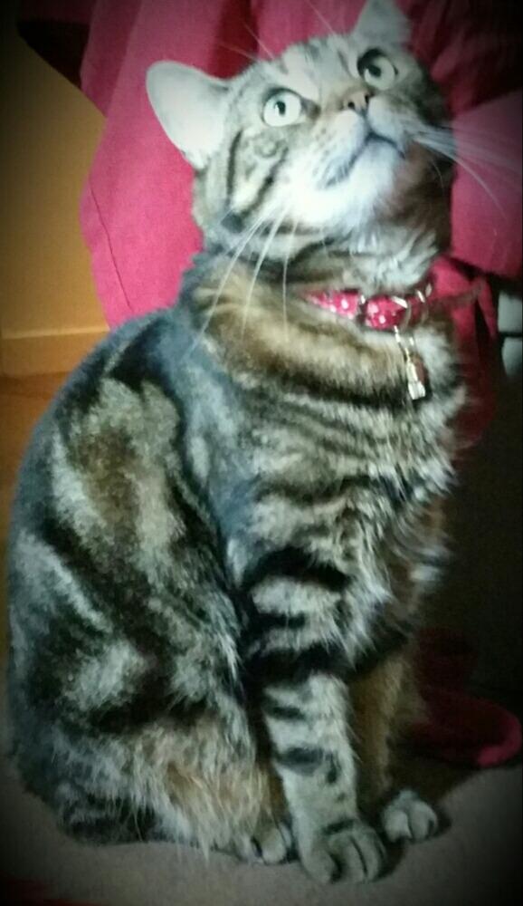 kelliepixie1's tweet image. 