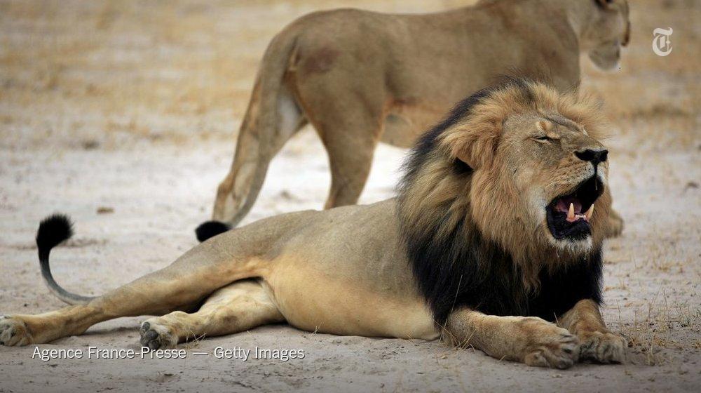 nytimestravel's tweet image. After pressure from travelers &amp;amp; activists post-Cecil killing, @Delta bans game trophy cargo: nyti.ms/1MHGQaY