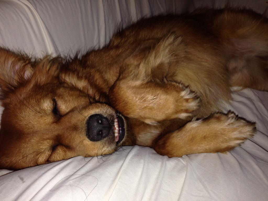 LarBearry's tweet photo. snoozin 😴😴😴 #dogsoftwitter #mondaze http://t.co/7hbMSwr2OV