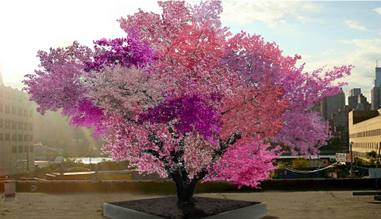 CNNEE's tweet photo. Desarrollan árbol que produce 40 tipos de frutas http://t.co/UnRtD0FARx http://t.co/sn5rDY9WSt
