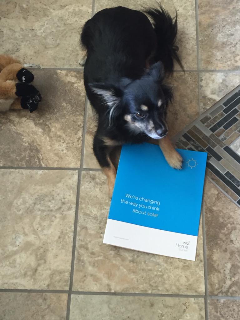 _Solarpowered's tweet photo. Romeo the new #solardog he loves #nrghomesolar and #NrgHappyFaces #oneteamonehome can't wait to taste the #savings http://t.co/jIdxtl2pWS