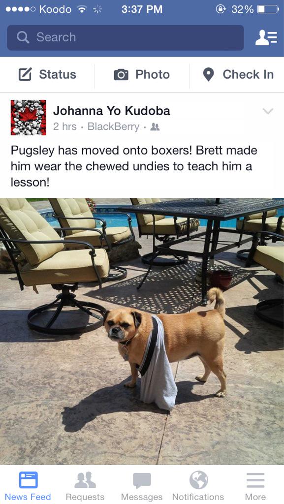 realbrettdavid's tweet photo. Don't ever chew my boxers again PUGSLEY!!!! http://t.co/A4W0jxU37L