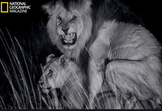 Taidon's tweet image. #CecilTheLion @NatGeo #HuntThis