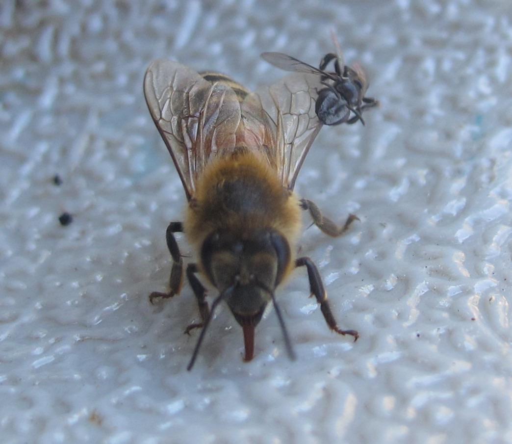 BushcareNSW's tweet photo. This Apis should know better than to try and rob a native #bee hive. http://t.co/LCTYQNXWTj